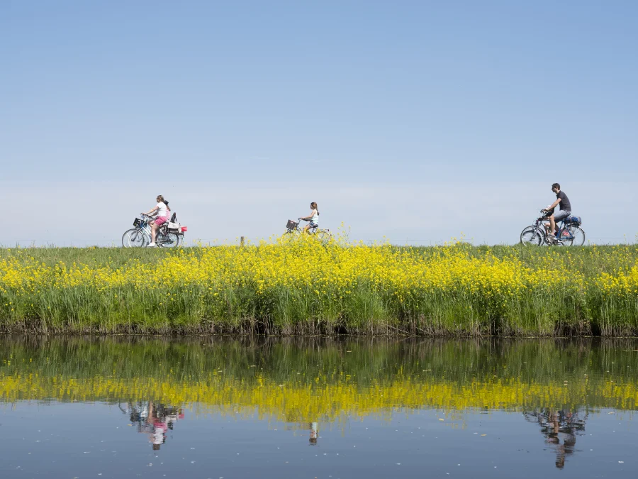 Natuurbeleving in de Biesbosch: wandelen, fietsen en scooteren